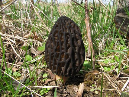 Morchella elata