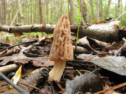 Morchella elata