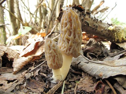 Morchella elata