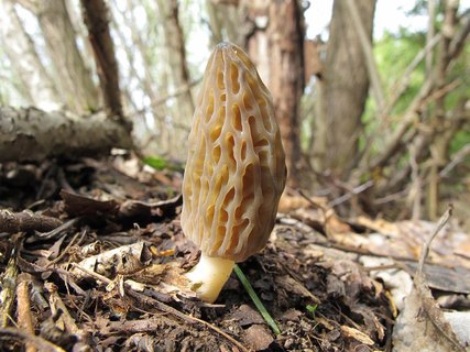 Morchella elata