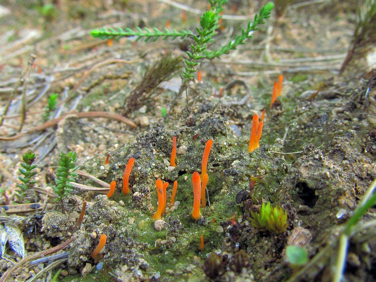 Multiclavula vernalis