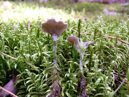 Arrhenia acerosa
