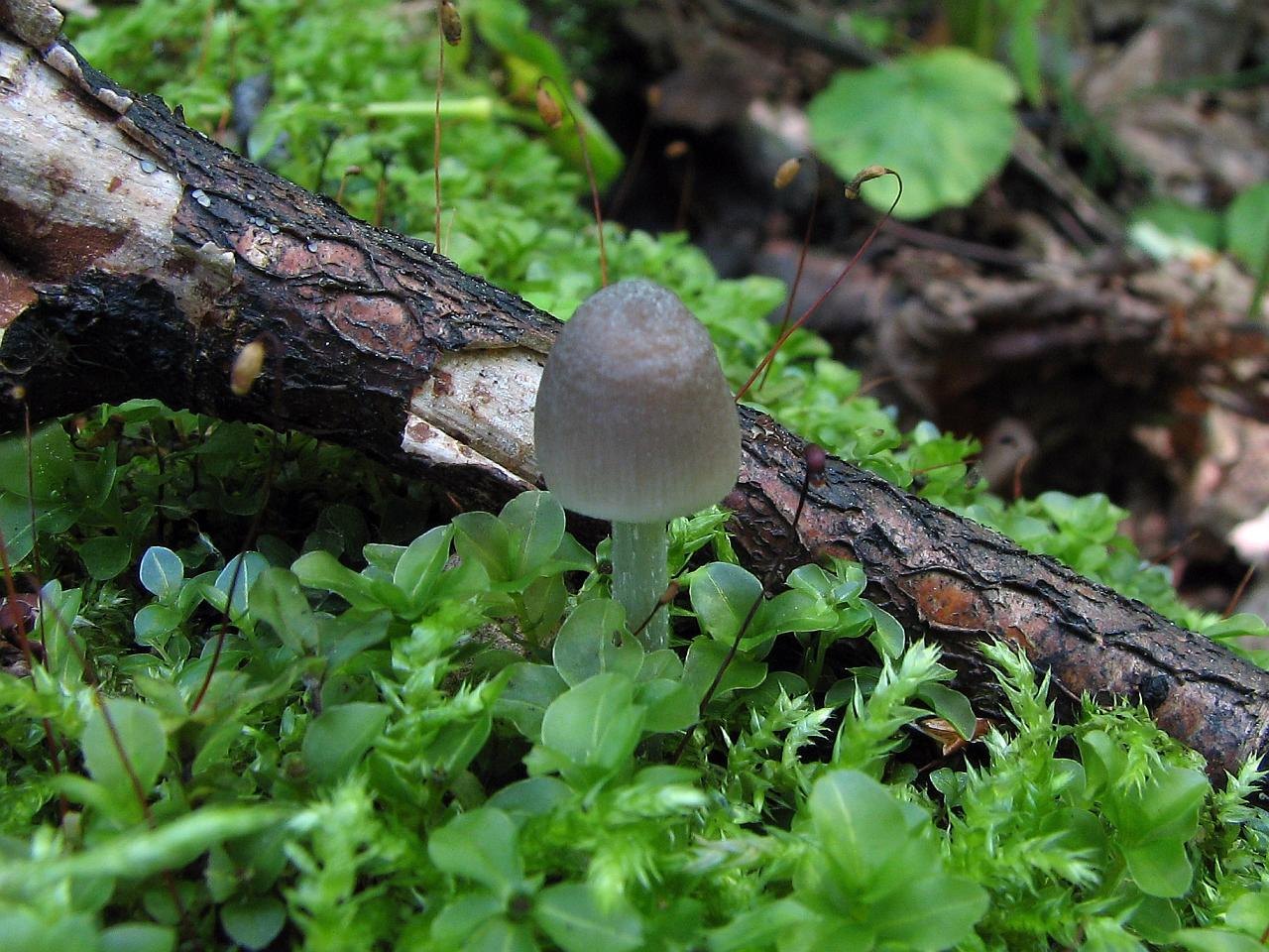 Mycena