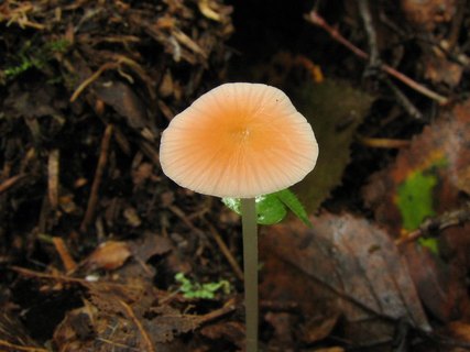 Mycena acicula