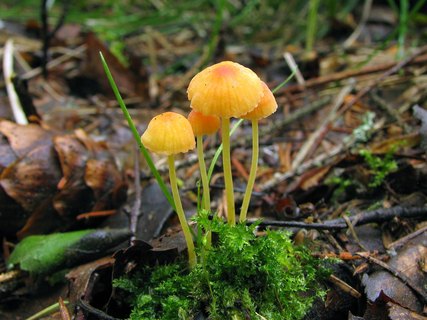 Mycena acicula