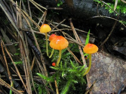 Mycena acicula