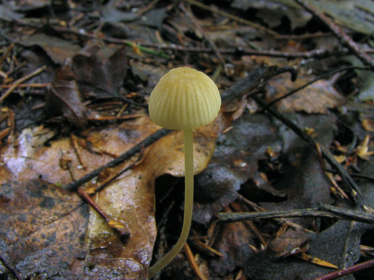 Mycena citrinomarginata