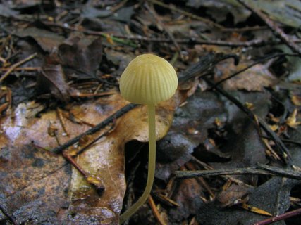 Mycena citrinomarginata