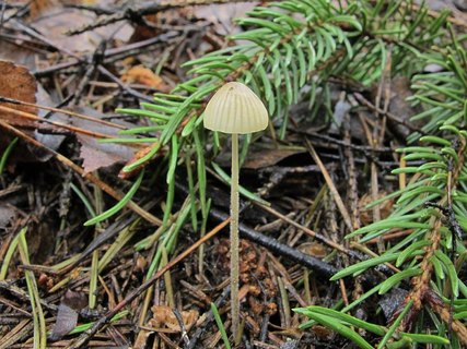 Mycena citrinomarginata