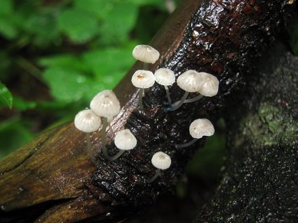 Mycena cyanorrhiza
