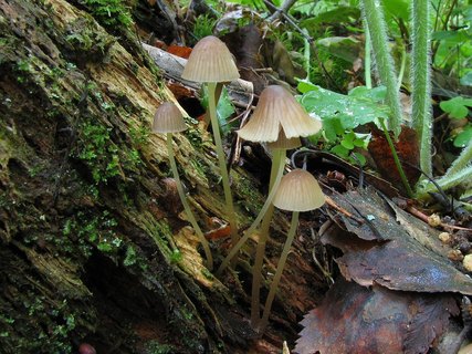 Mycena epipterygia