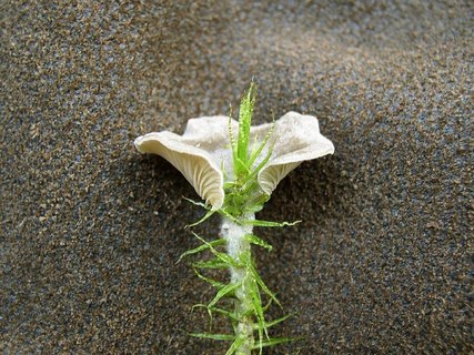 Arrhenia acerosa