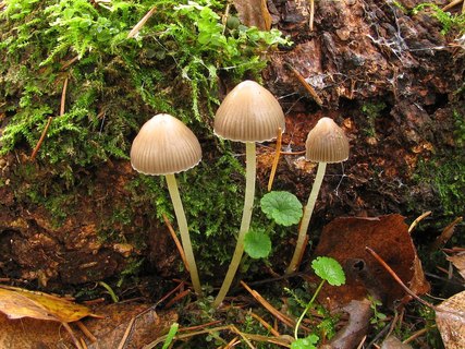 Mycena epipterygia