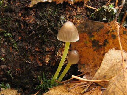Mycena epipterygia