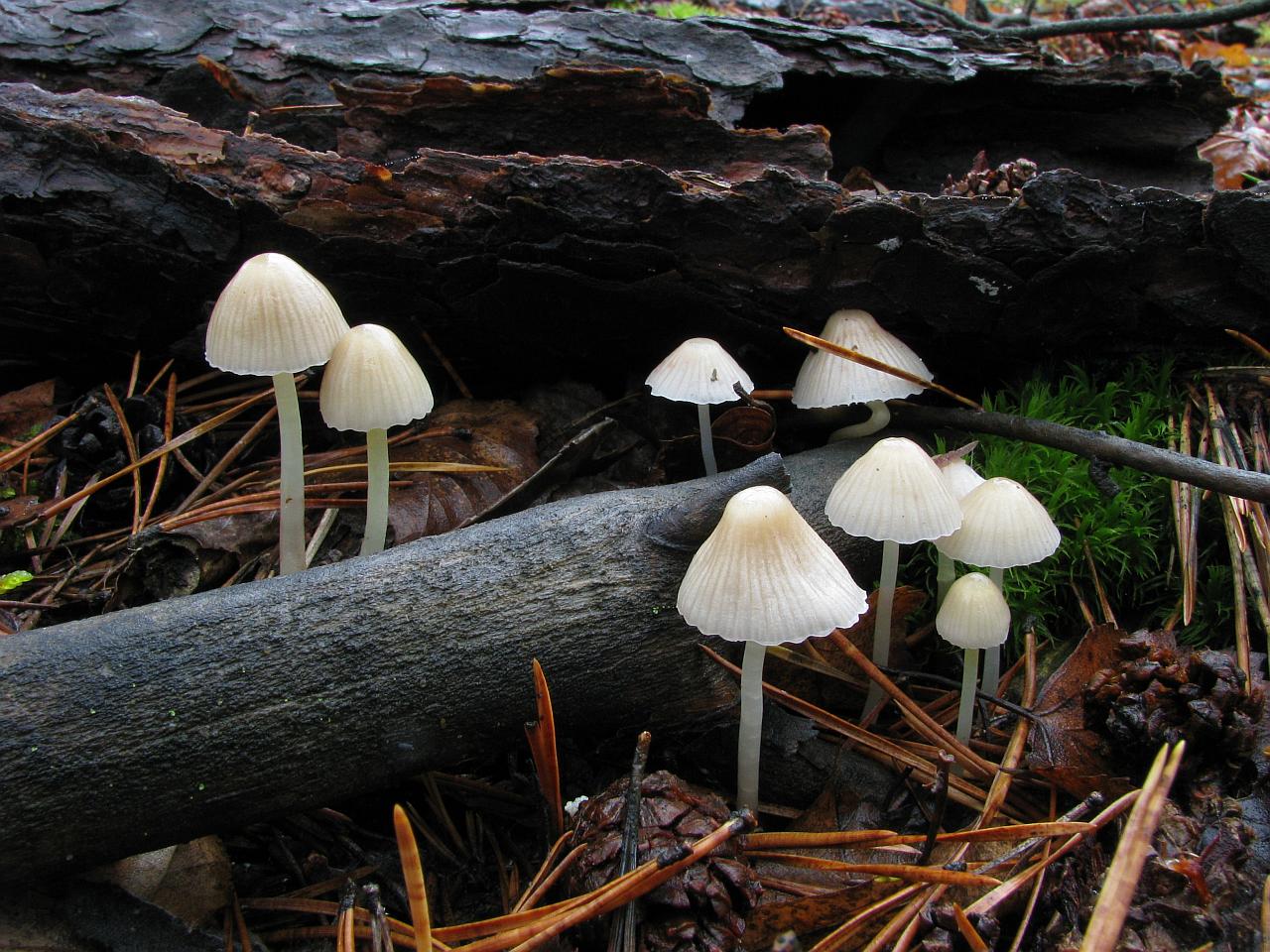Mycena_epipterygioides