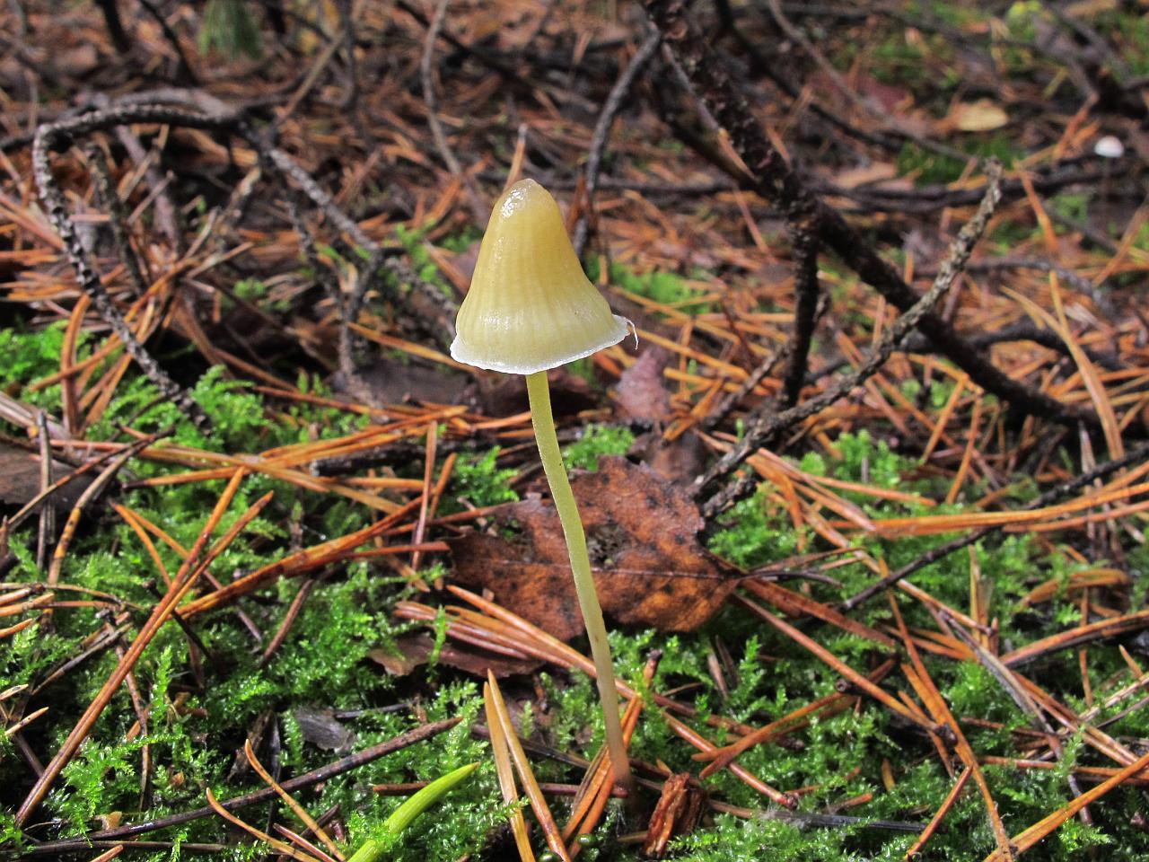 Mycena_epipterygioides