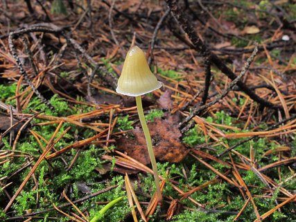 Mycena_epipterygioides