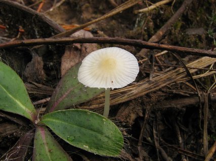 Atheniella flavoalba