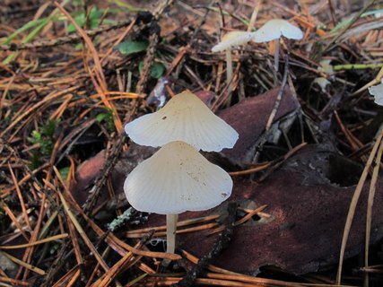 Atheniella flavoalba