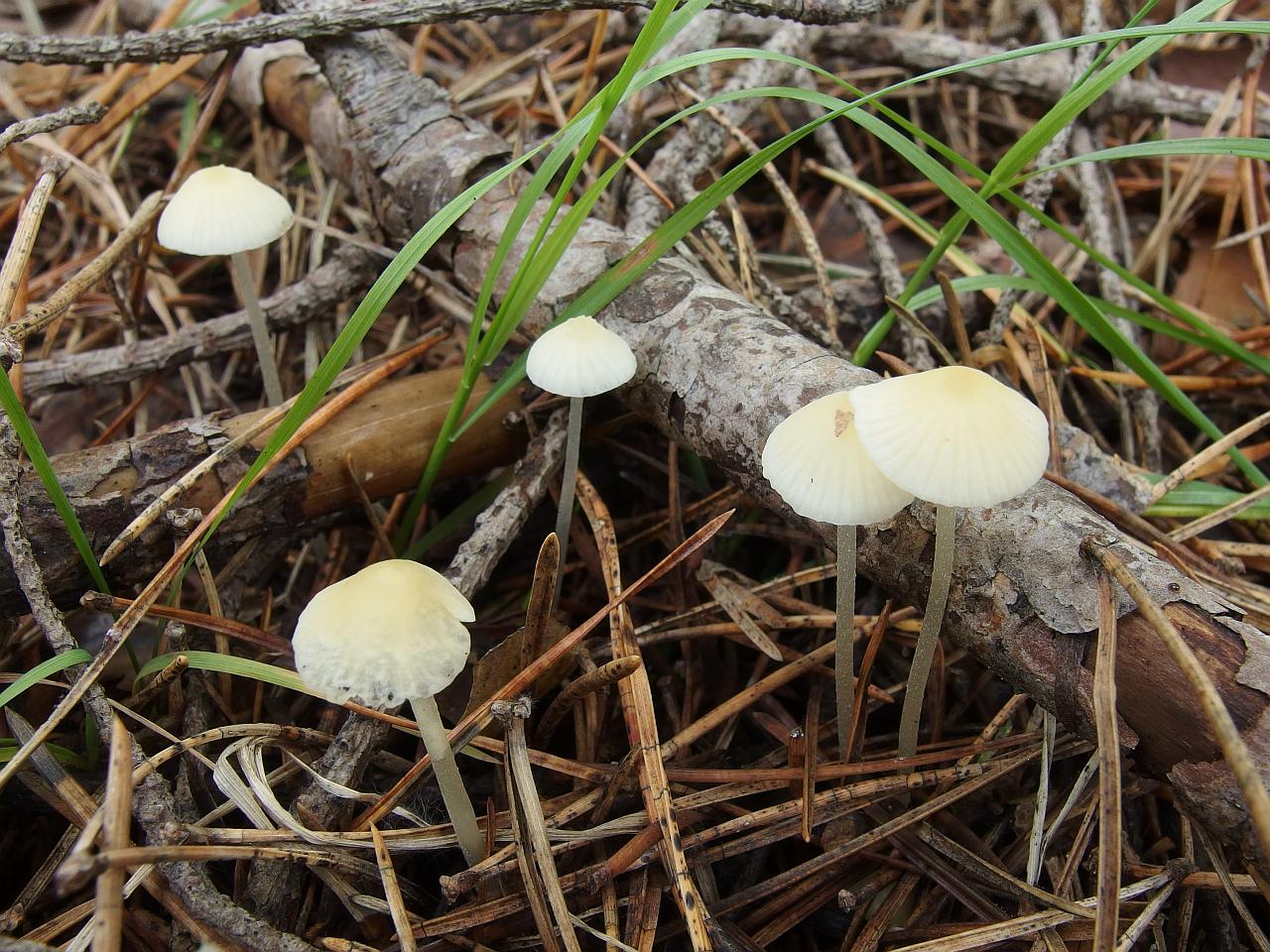 Atheniella flavoalba
