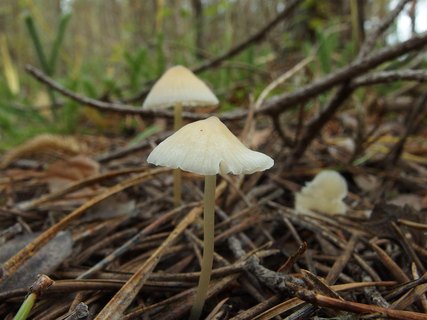 Atheniella flavoalba
