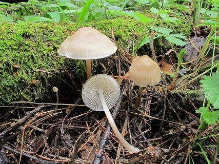 Mycena galericulata