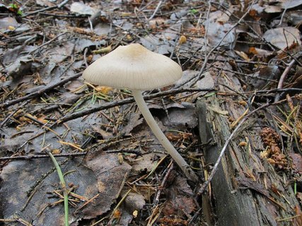 Mycena galericulata
