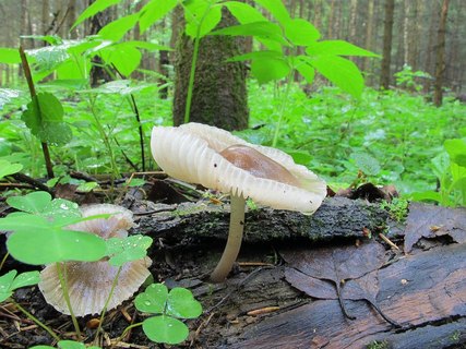 Mycena galericulata