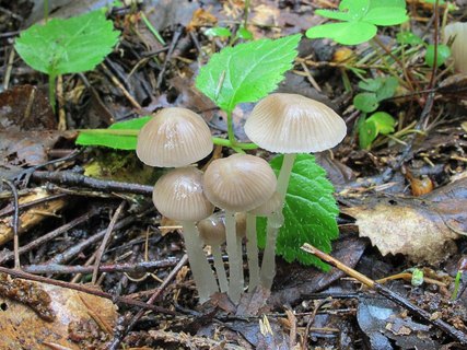 Mycena galericulata