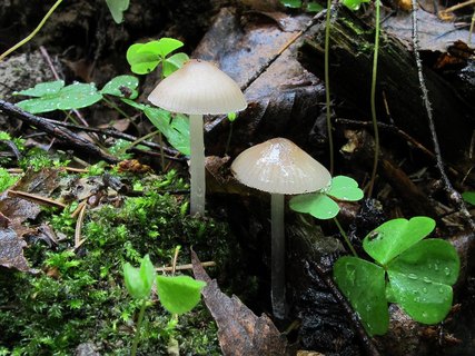 Mycena galericulata