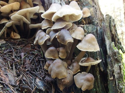 Mycena galericulata