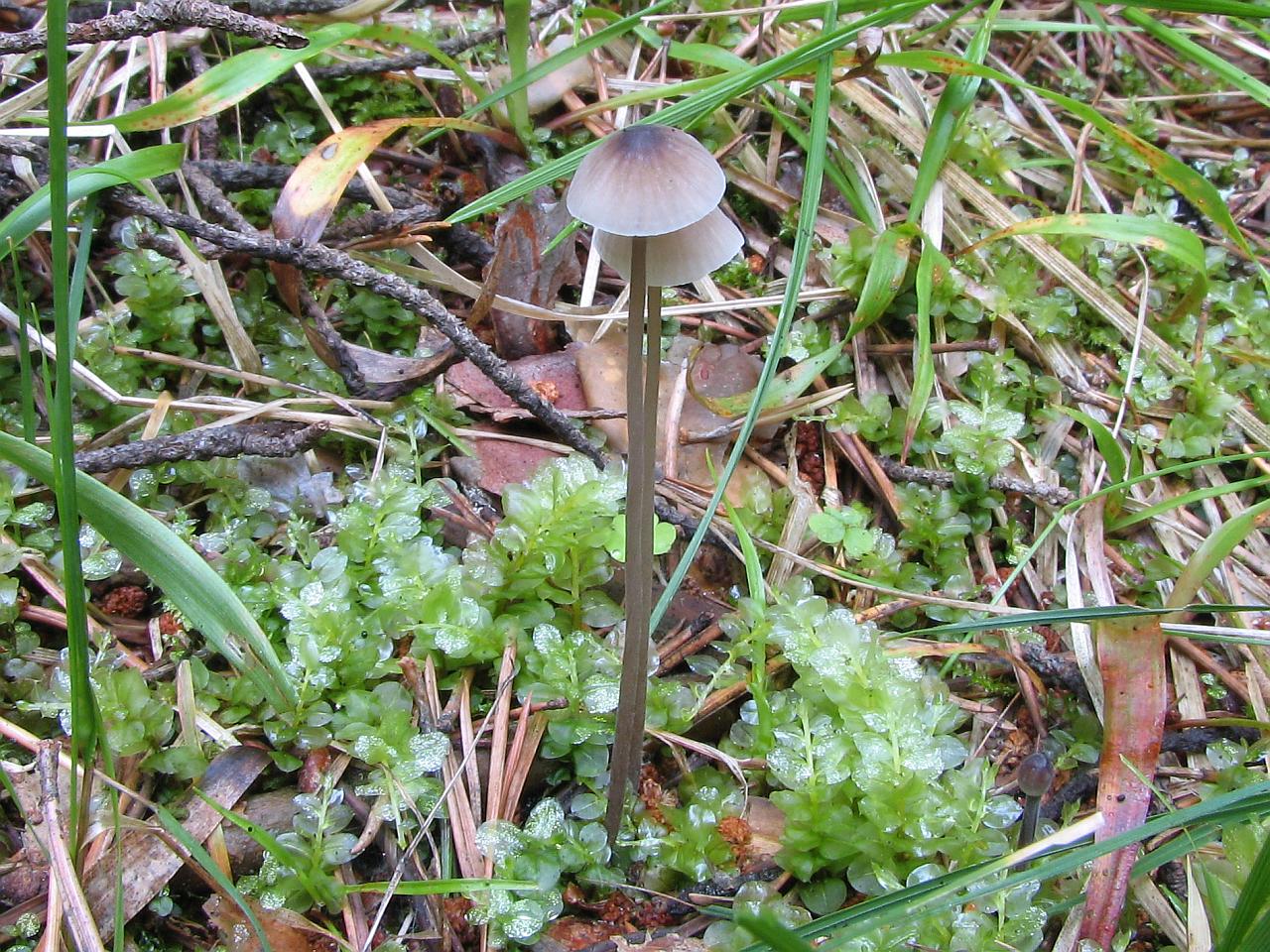 Mycena galopus