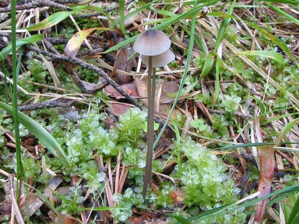 Mycena galopus