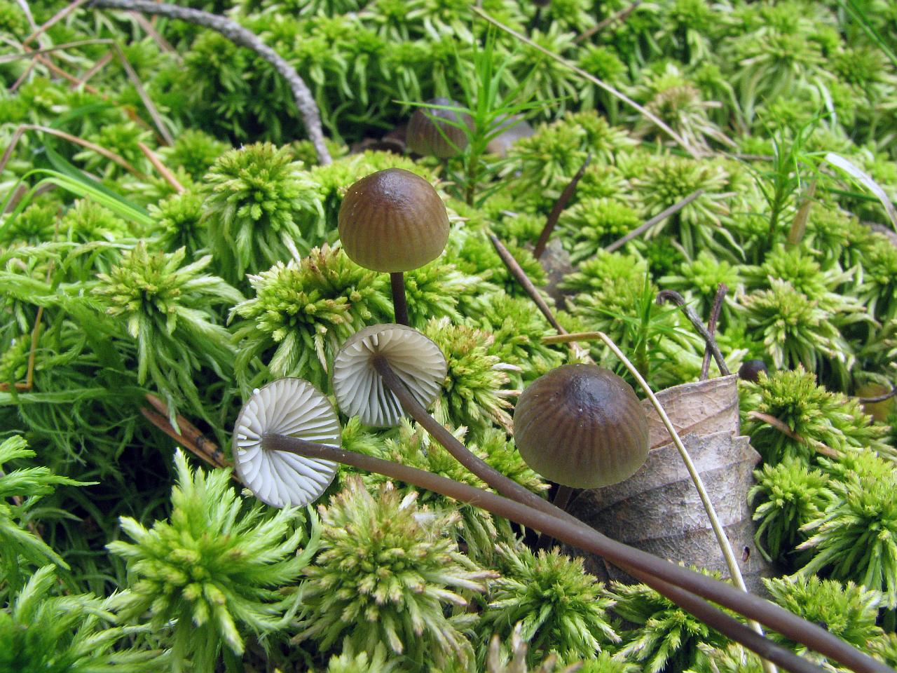 Mycena galopus