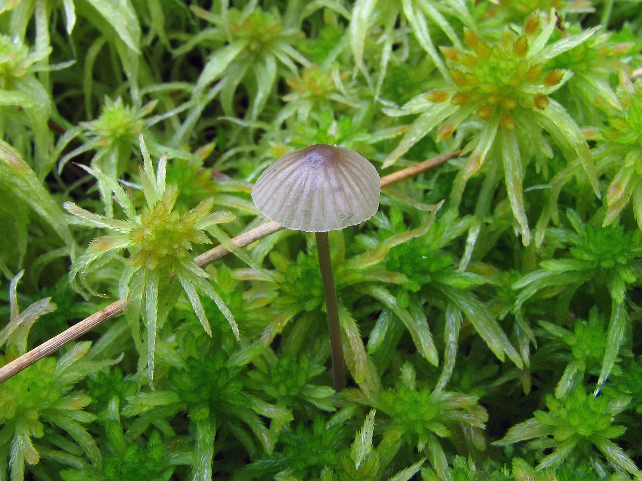 Mycena galopus
