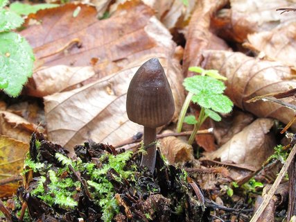 Mycena galopus