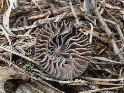 Mycena galopus
