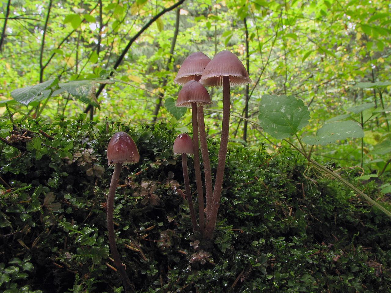 Mycena haematopus