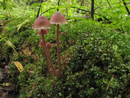 Mycena haematopus