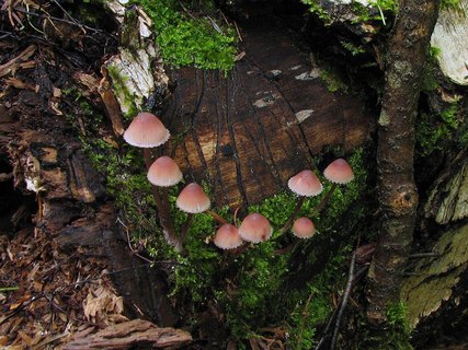 Mycena haematopus