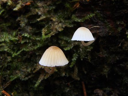Mycena hiemalis
