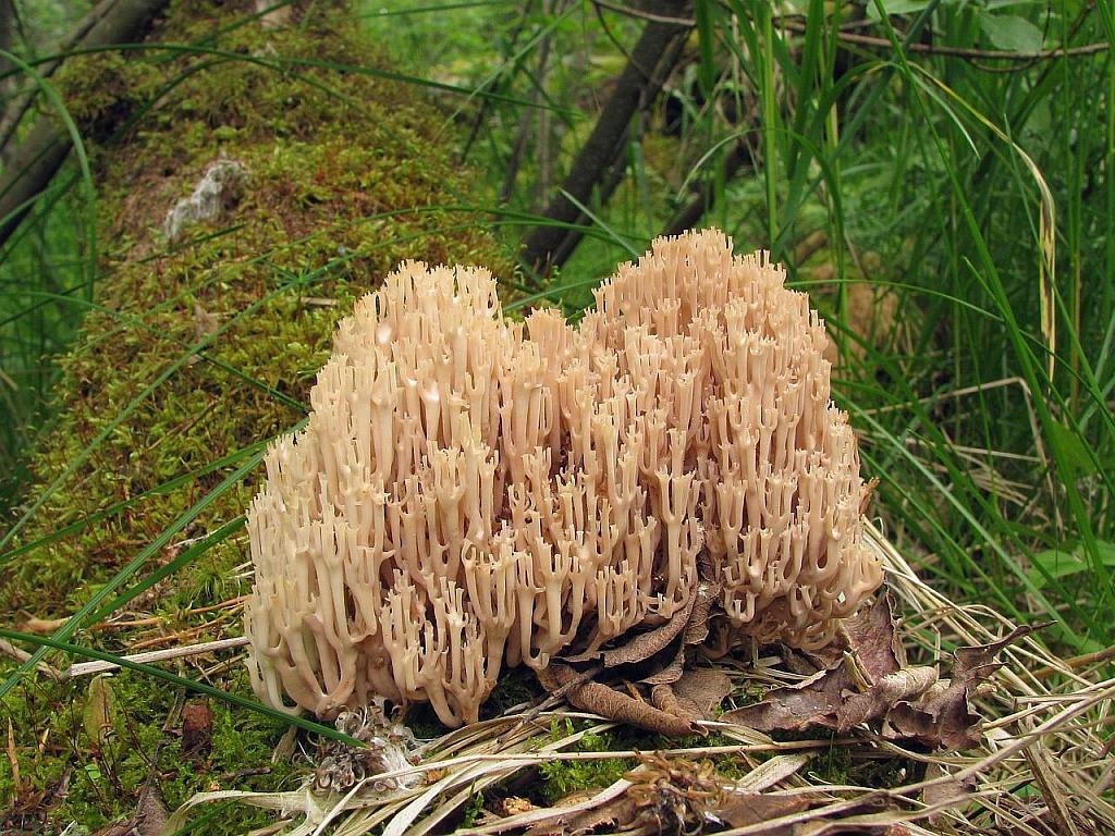 Artomyces pyxidatus