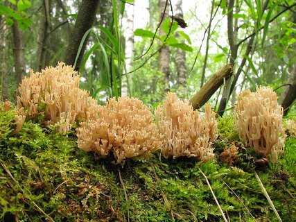 Artomyces pyxidatus