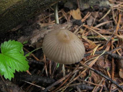 Mycena leptocephala