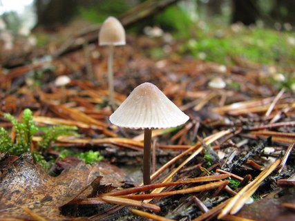 Mycena metata