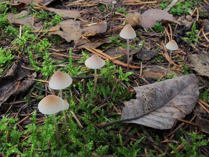 Mycena metata