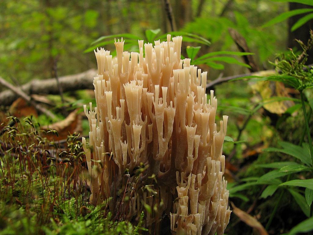 Artomyces pyxidatus