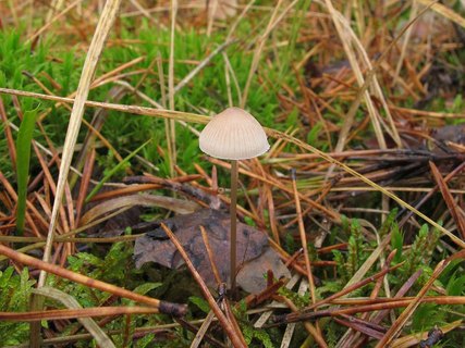 Mycena metata