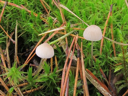 Mycena metata