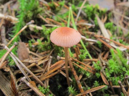 Mycena rosella